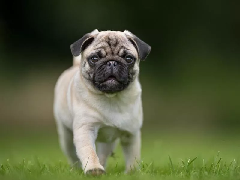 Pug