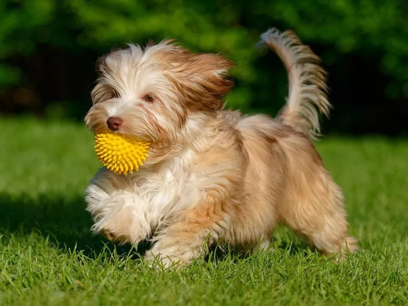 havanese