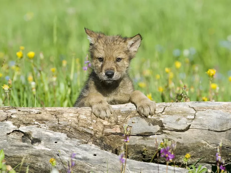 Gray wolf cub