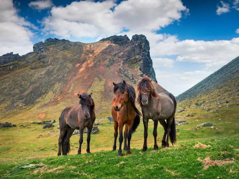 Icelandic Horse