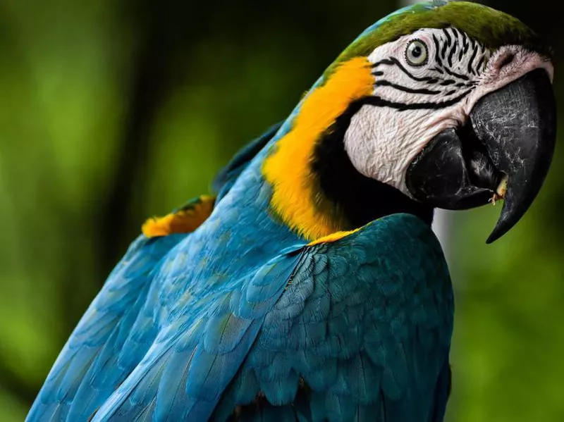 Blue and Gold Macaw