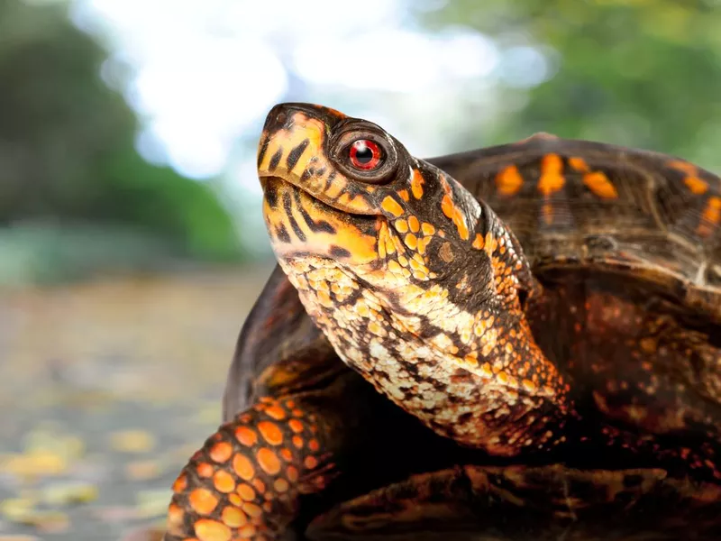 Box Turtle