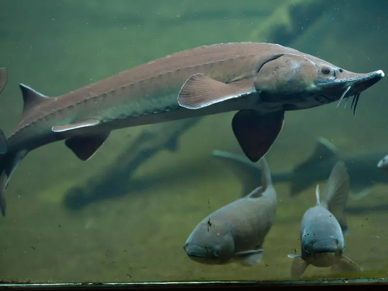 Siberian sturgeon