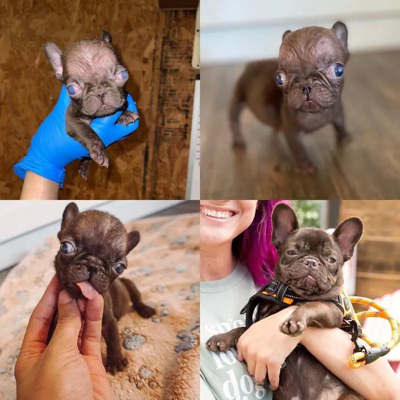 tiny french bulldog