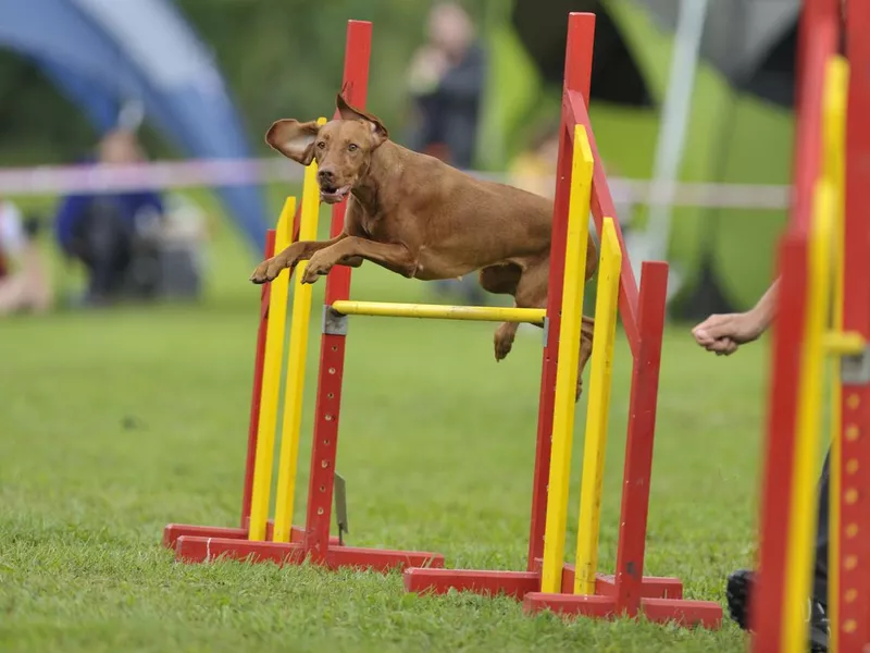 Hungarian Vizsla jumping on agility course