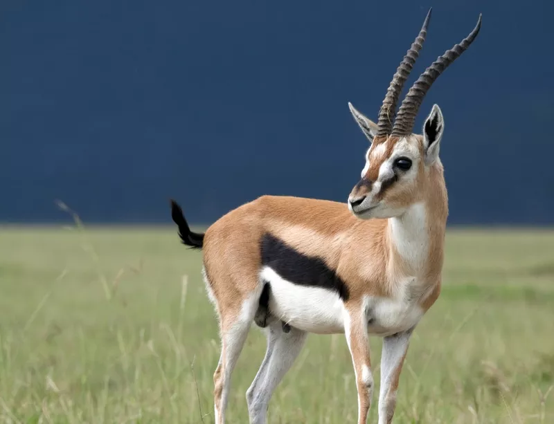 Thomson's Gazelle