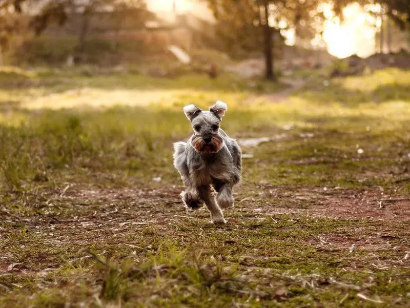 Dog running