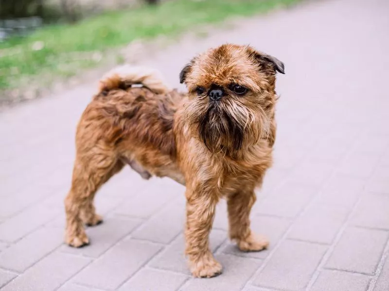 Brussels Griffon