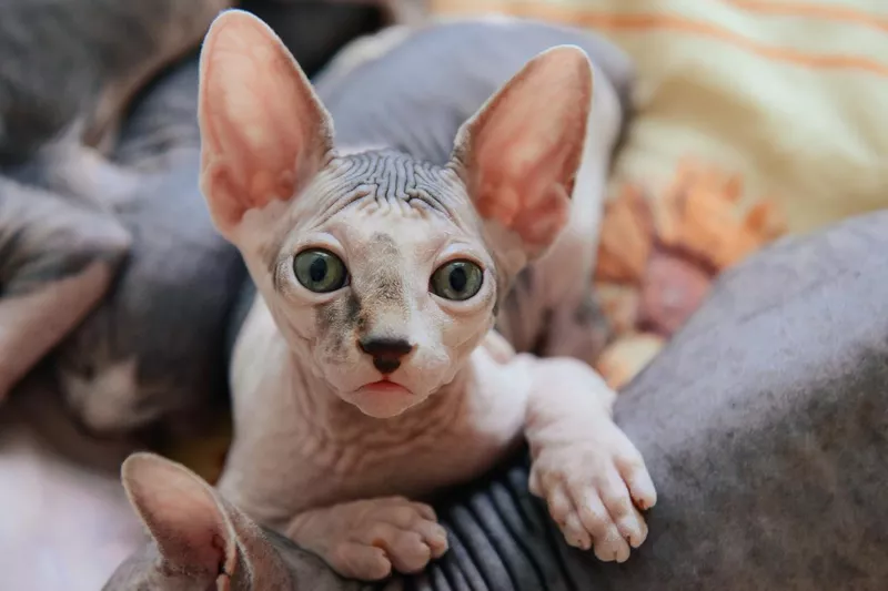 Sphinx cat lying with his brothers