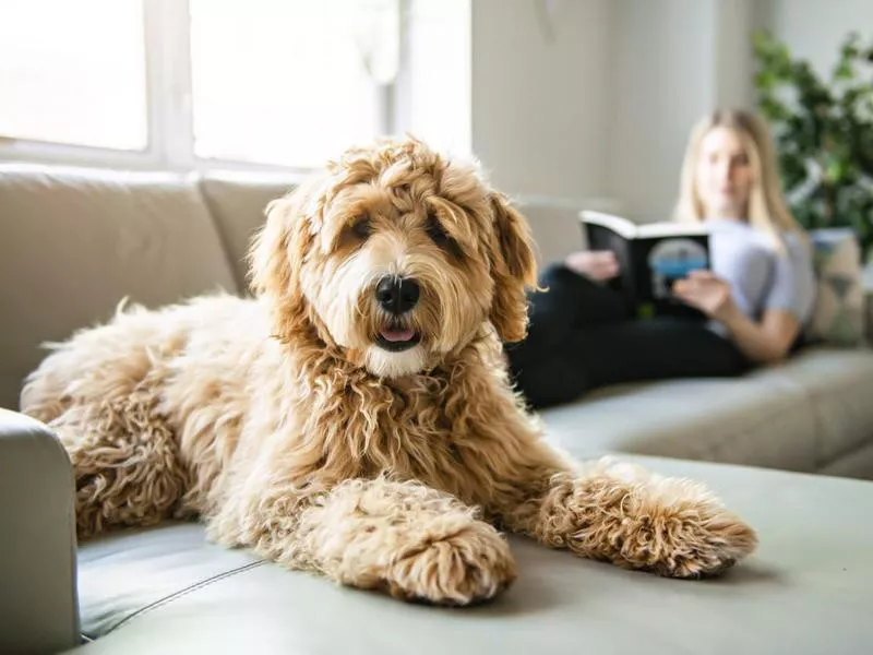 Dog on a couch