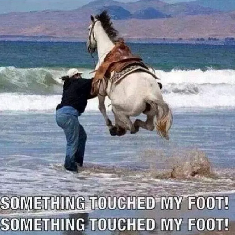 Horse jumping out of the water