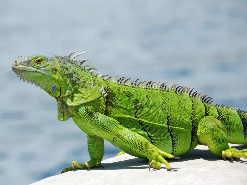 Green Iguana