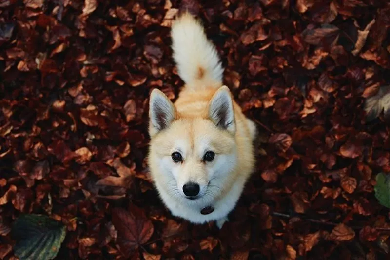 Pomsky