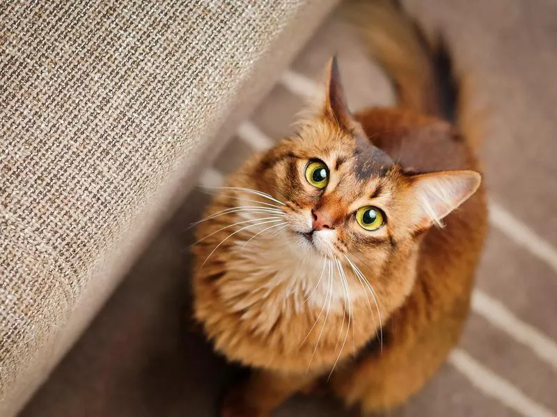 Somali Cat Looking Up