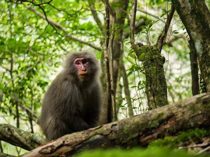 Yakushima macaque