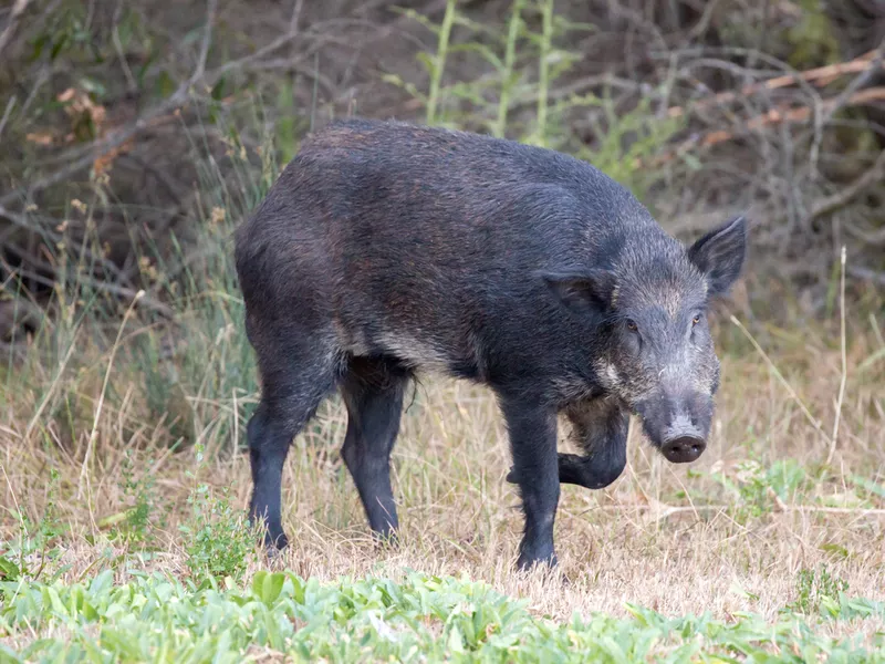 Wild Boar