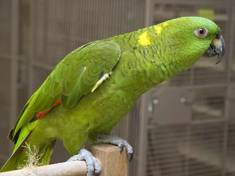 Yellow Naped Amazon