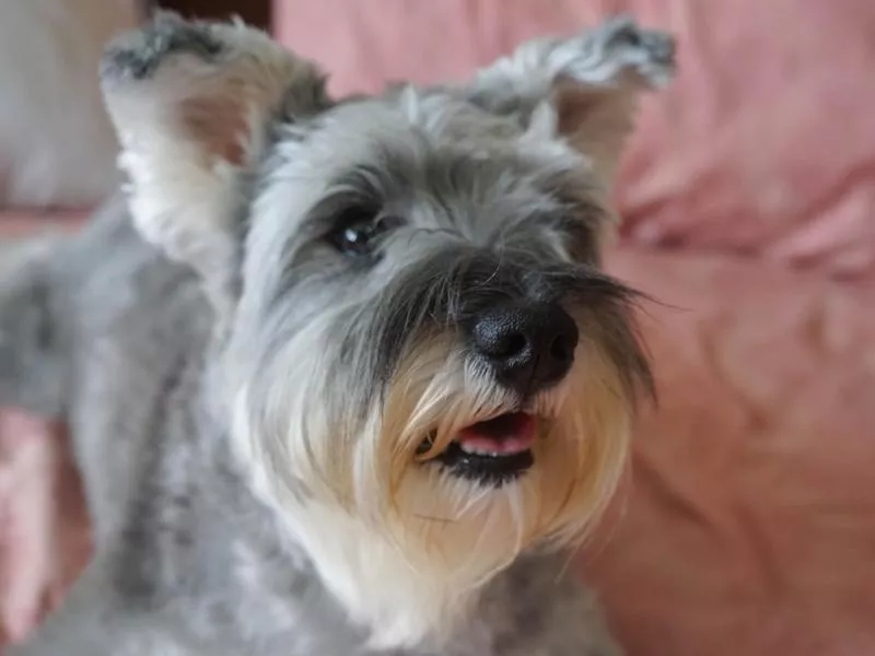 Miniature Schnauzer