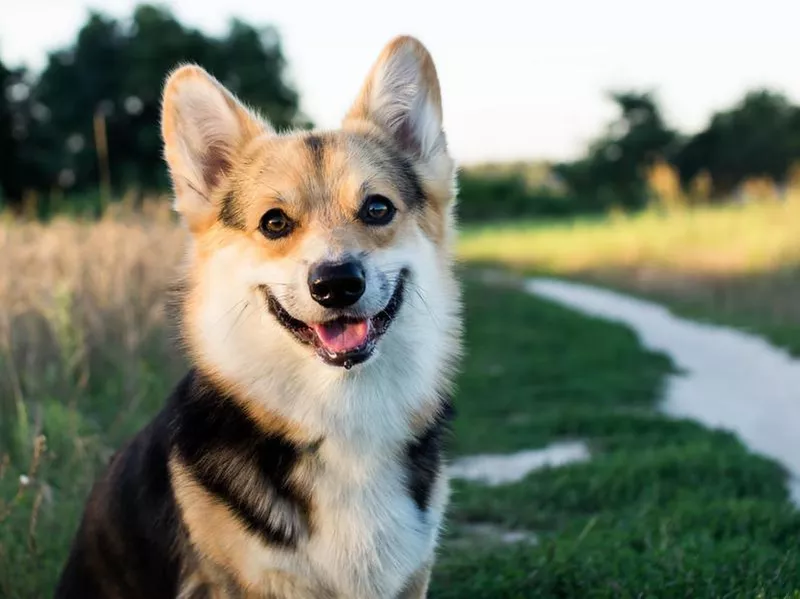 corgi