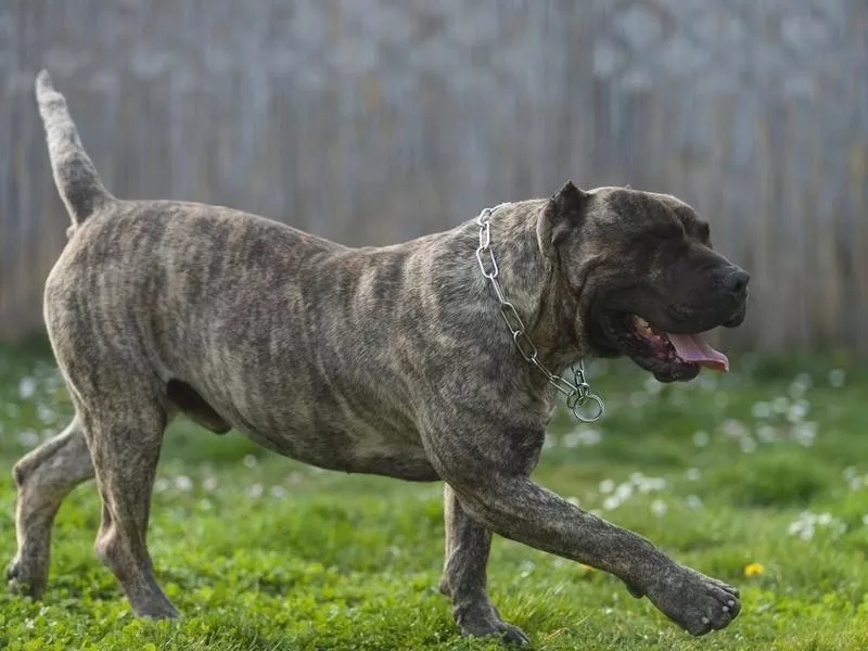 Presa Canario