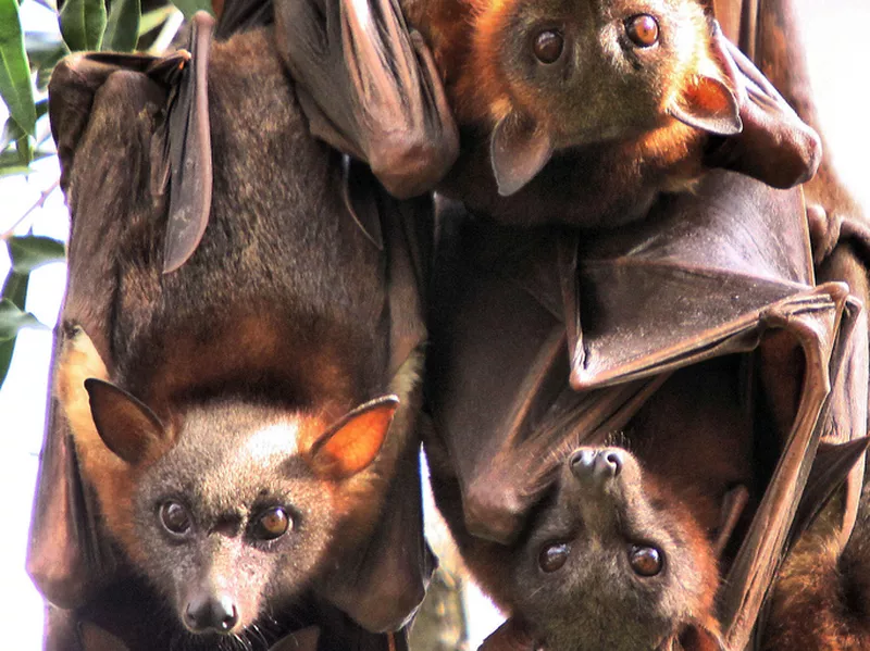 Megabats