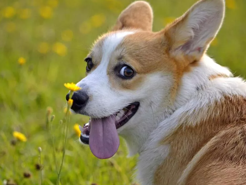 welsh corgi