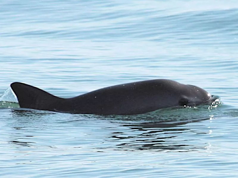 Rare vaquita porpoise