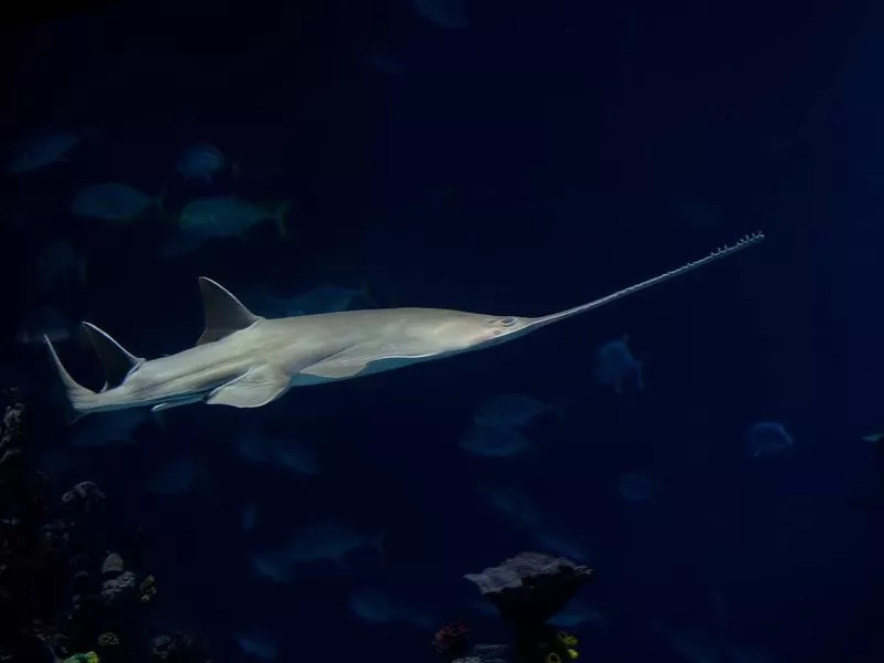 Longcomb Sawfish