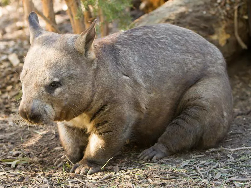 Northern Hairy Nosed Wombat