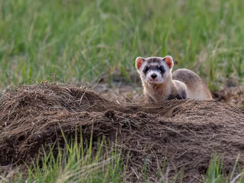 Rare animals: Wild Black-Footed Ferret