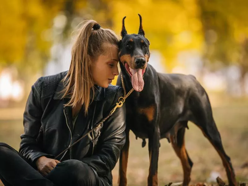 Doberman Pinscher