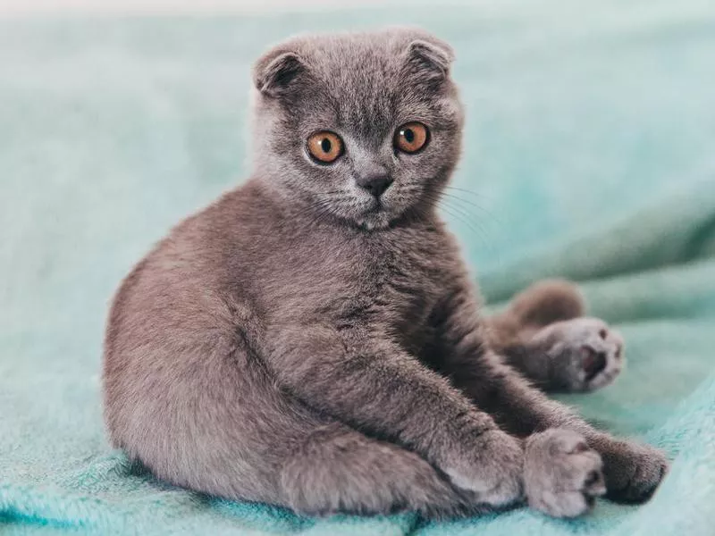 Scottish Fold