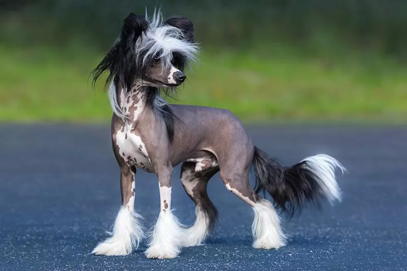 Chinese Crested