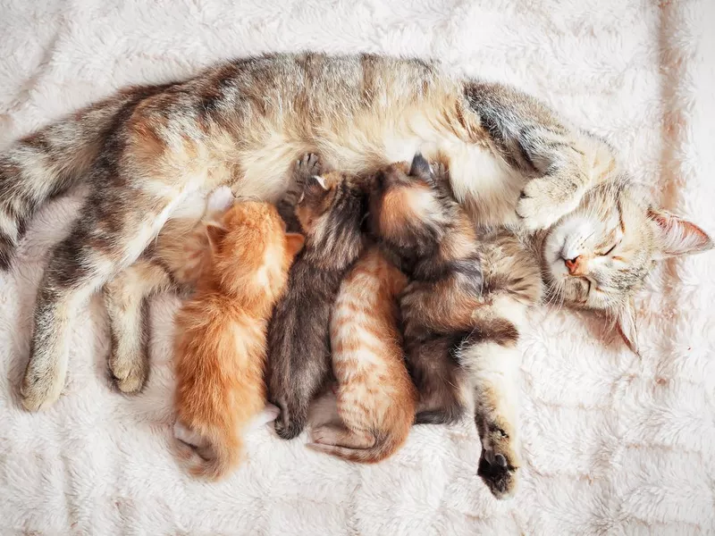 Mother cat nursing baby kittens