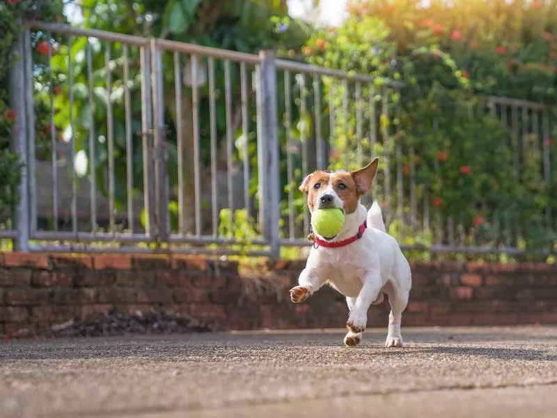 Jack Russell Terrier