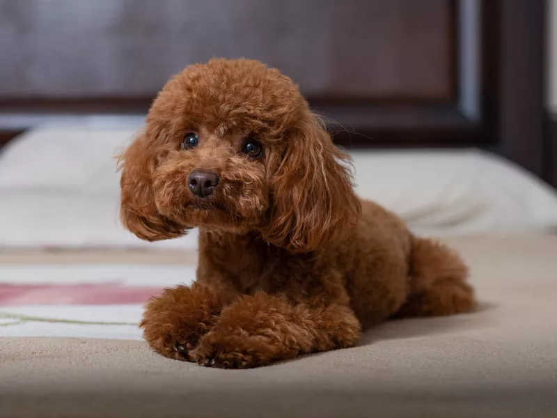 Toy poddle on the bed