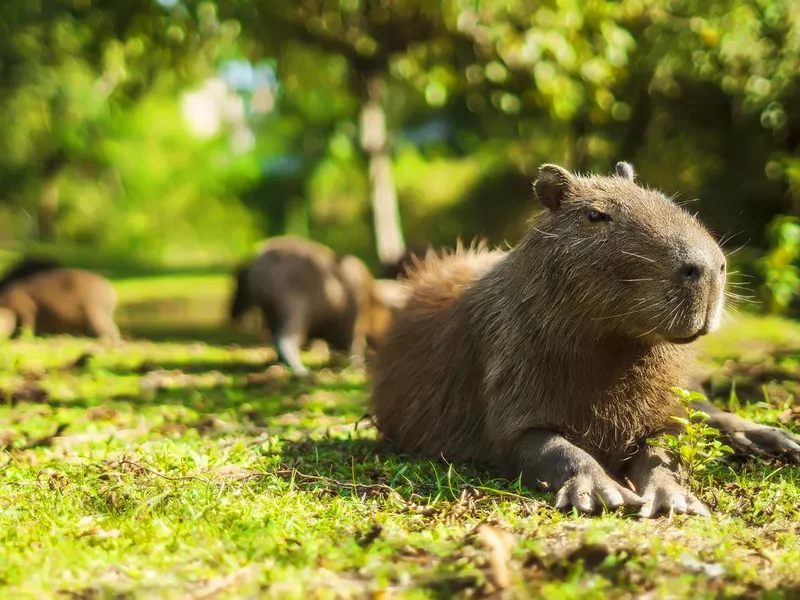 Capybara