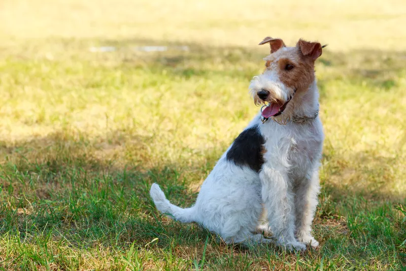 Fox terrier