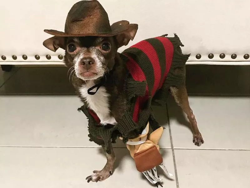 freddy krueger