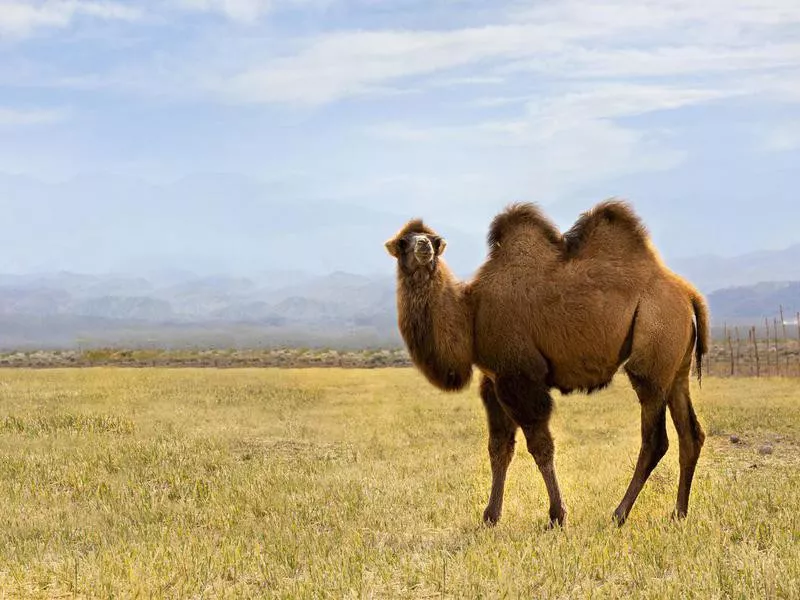 Bactrian Camel