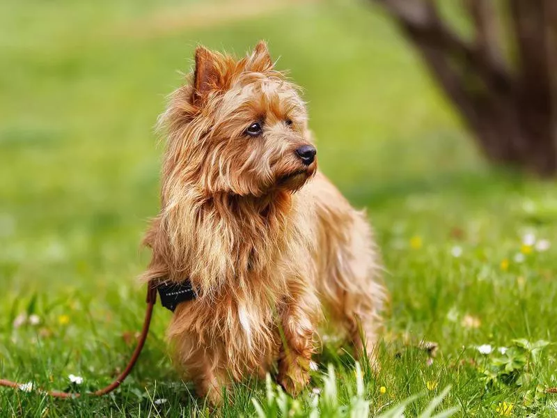 australian terrier