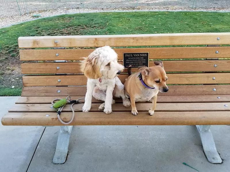 Palms Springs Dog Park