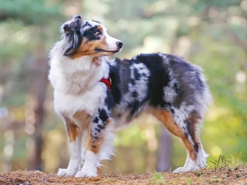 Australian Shepherd