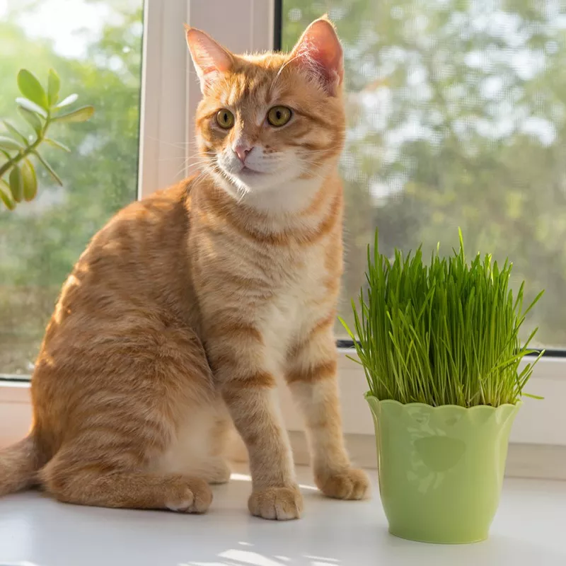 Cat Grass