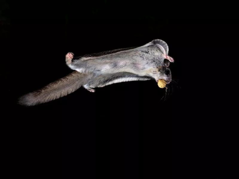 How to Care for Flying Squirrels