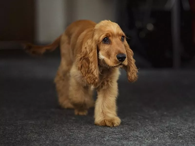 Cocker Spaniel