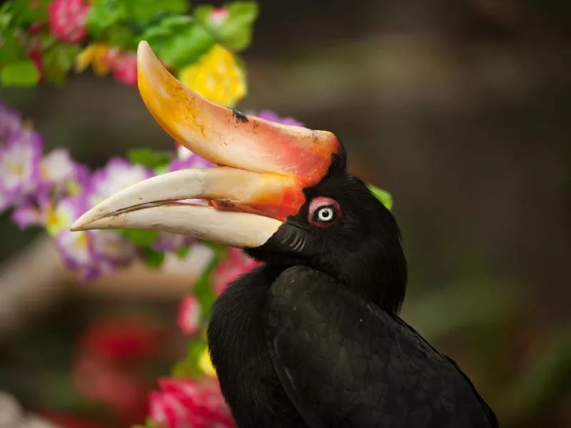 Rhinoceros Hornbill