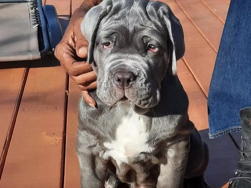 Neapolitan Mastiff puppy