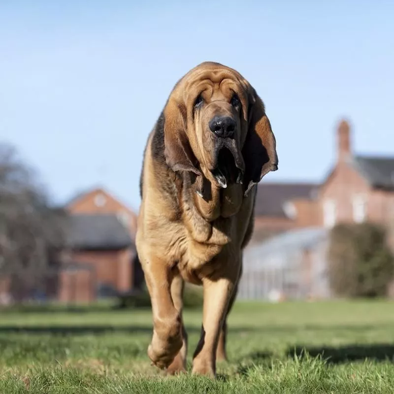 Bloodhound