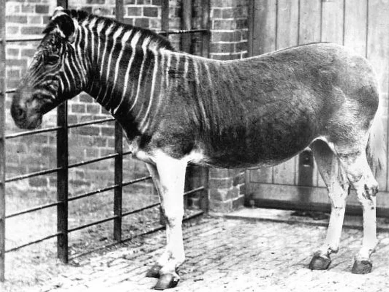 Quagga